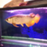 datoneazn
