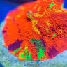 BSA Corals