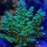 reefmania59