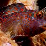 Twisted_Blenny