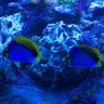 Helfish