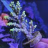 Deep_Six Corals