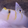 Lab_Adam