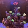 ReefingInCLE