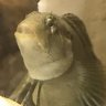Chasmodes