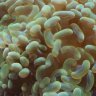 Slack Tide Reef