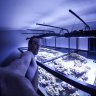 degrandfish