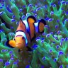ZZs Aquascapes