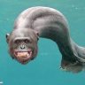 SeaMonkeys