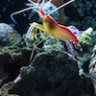 redsea01