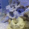 pastelball