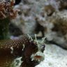 MeDatReef
