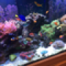 woodyreef