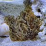 underwaterjr