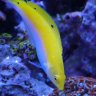 HgrReefs