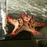 satan star