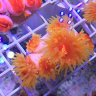 Great Erie Reef