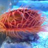 Fish_BowLisha