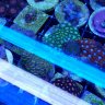 ocean gems