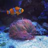 JRsREEF