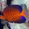 ReefSafe123