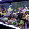 reeftank220master