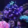 ReefersRUs
