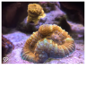 JP Reef