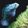 CoralCollectors805