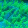 reefingwillly#1