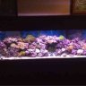 I like reefs