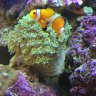 ARodsREEF