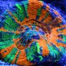 Essex reef