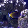 Bruce's Reef
