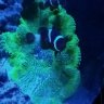 reeferman0767