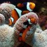 SonReef