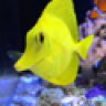 duvareef