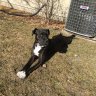 thedog2012