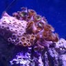 Clownfish21