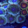 Coral Freak