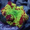 YeezyCorals