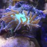 Reef mike