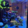 Reef_papi