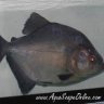 Piranha_Owns