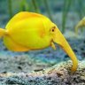 Reef_Chief