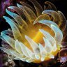 reef EZ