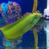 GillsGoneWild