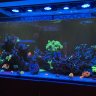 Reefelite