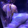 Coralfish1701