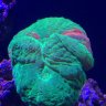 reef051290